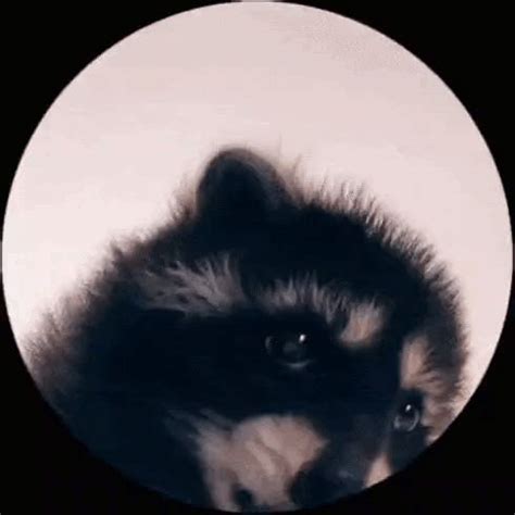 pedro racoon|pedro raccoon meme gif.